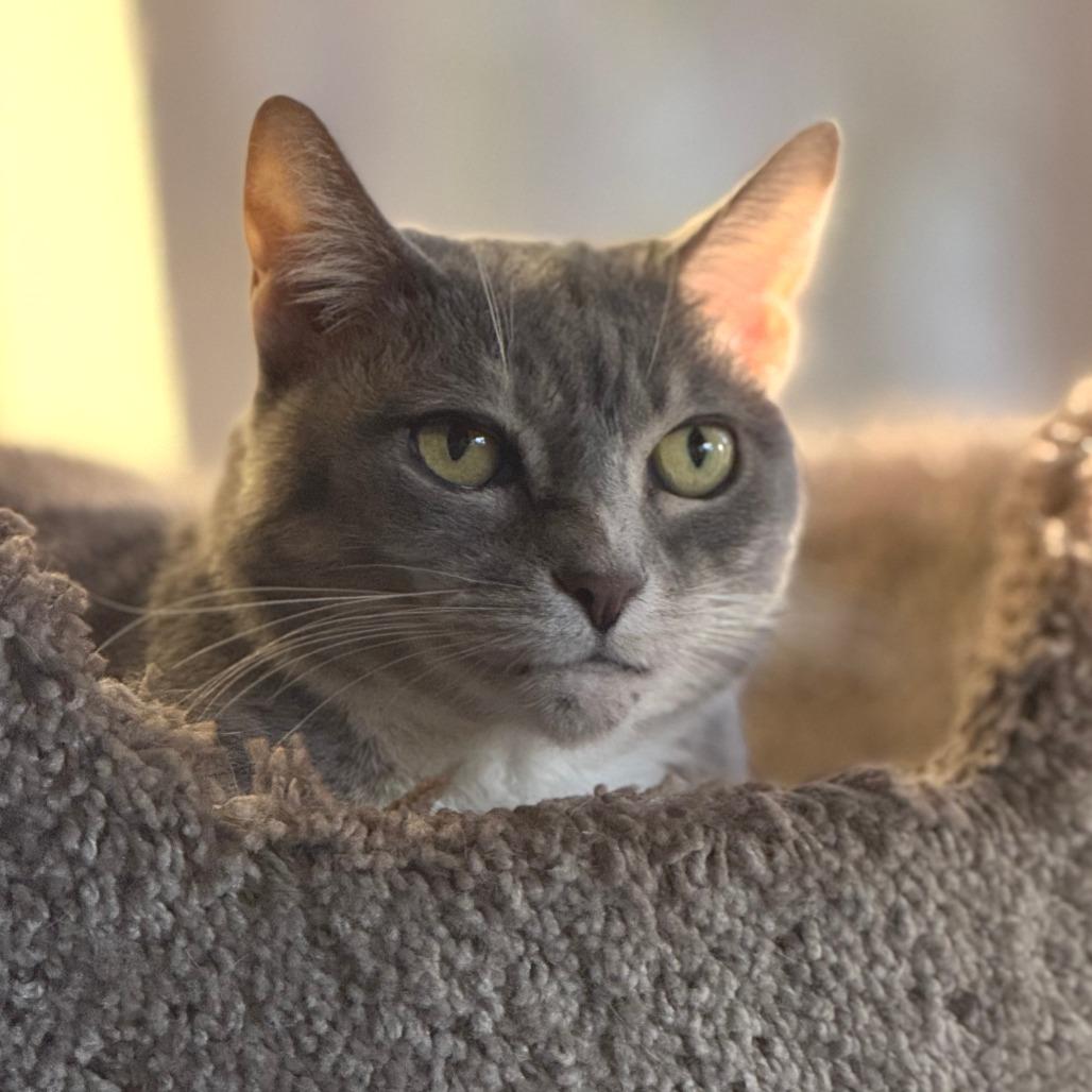 Enlarge Marina, a Adoptable Domestic Short Hair in Freeport, FL image 3/6