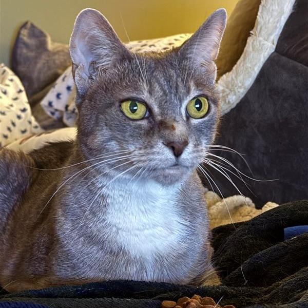 Marina, a Adoptable Domestic Short Hair in Freeport, FL image 4/5