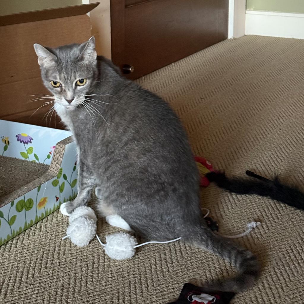 Marina, a Adoptable Domestic Short Hair in Freeport, FL image 5/5