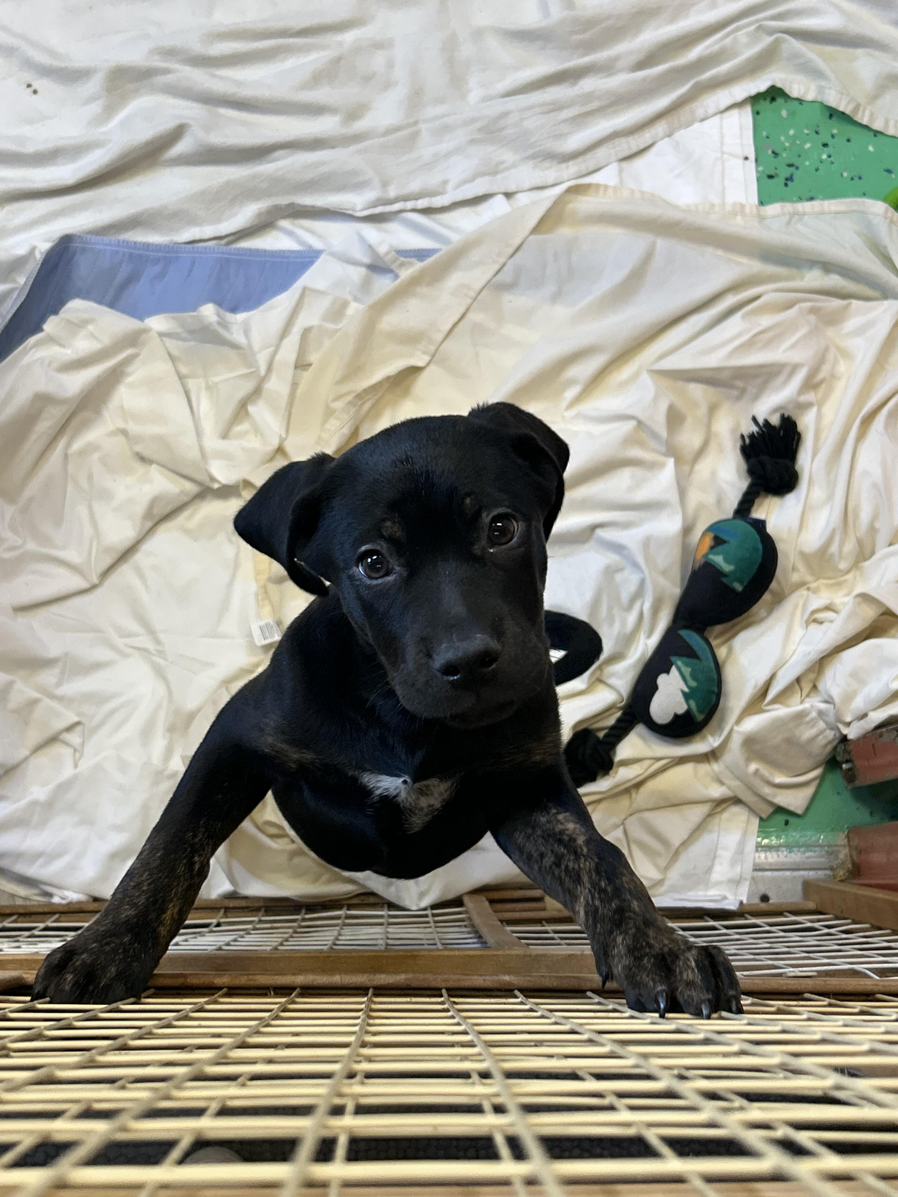 Enlarge Cheese, an adopted mixed breed in Southold, NY image 1/1