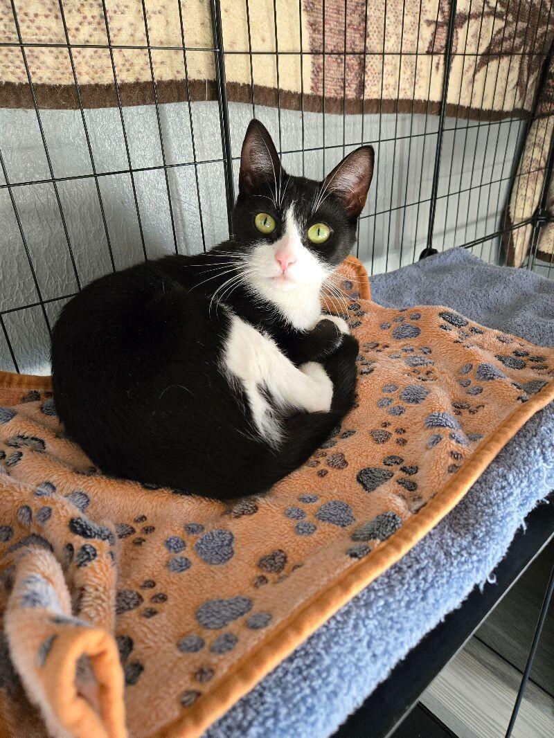 Asha, Adoptable, Young Female Domestic Short Hair.