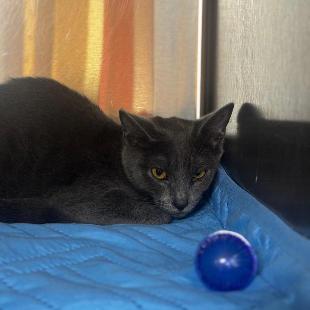 Enlarge Twix, a Adoptable Domestic Short Hair in Shinnston, WV image 2/2