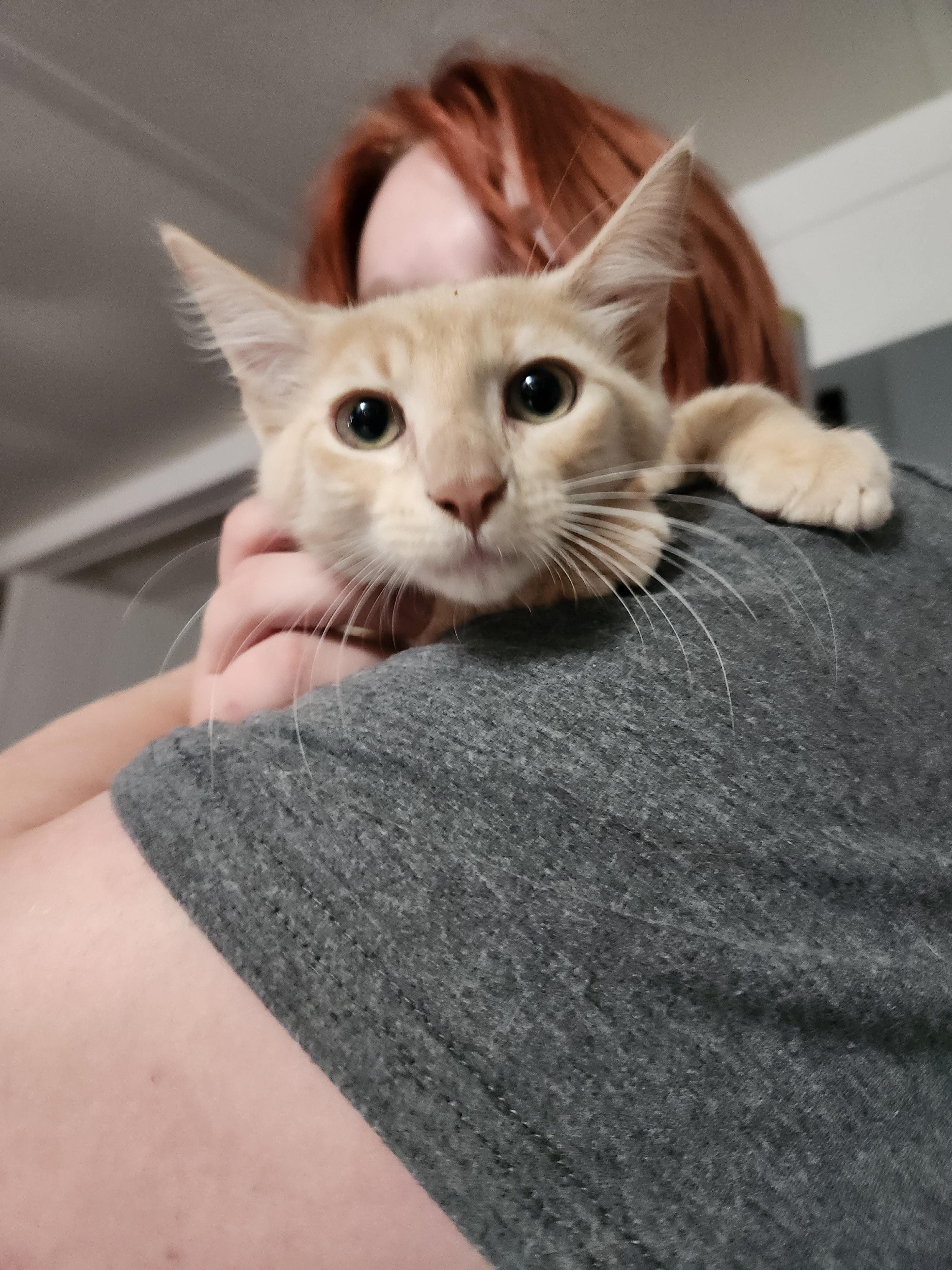 Simon, an adopted Domestic Medium Hair in Mount Pleasant, TX image 4/5