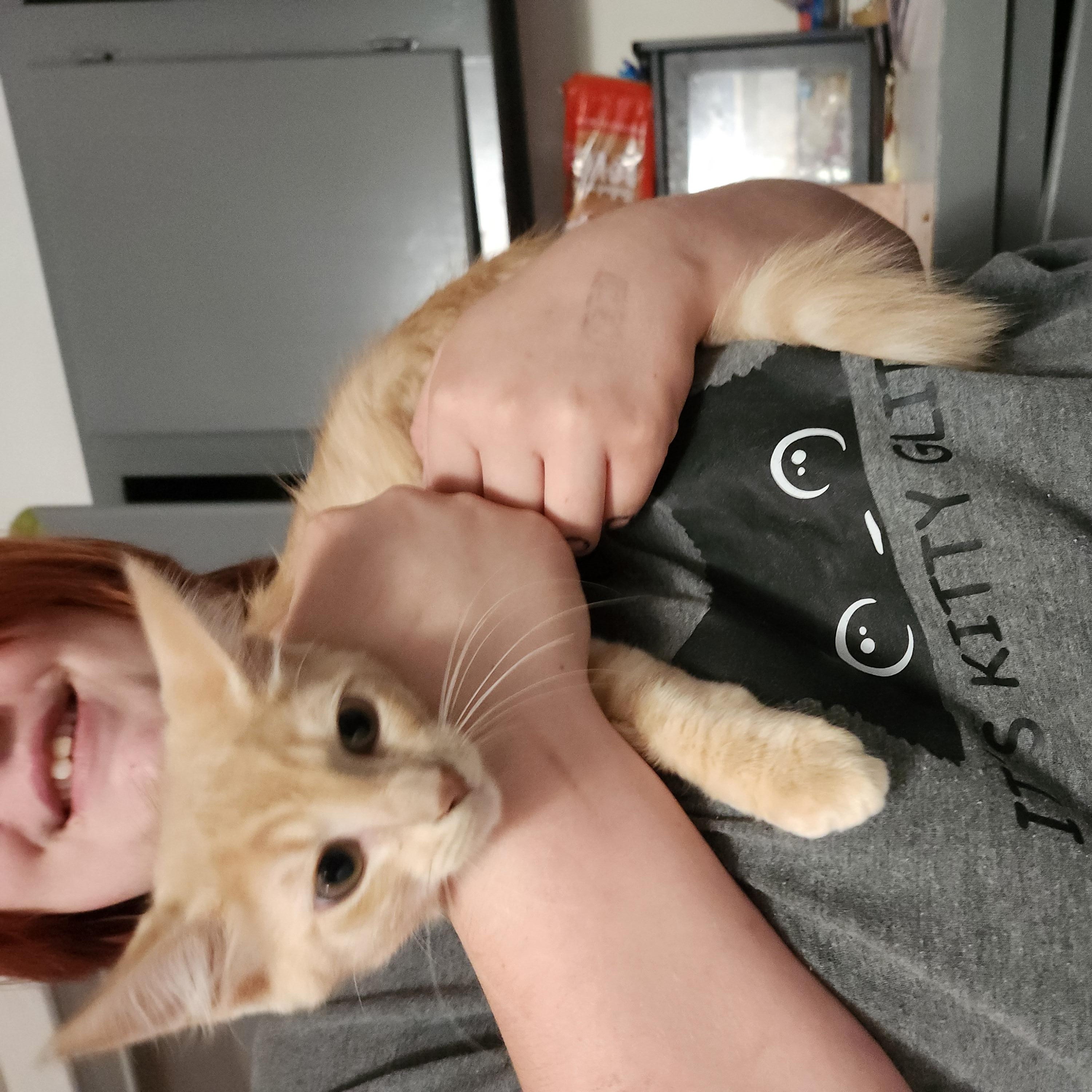 Simon, an adopted Domestic Medium Hair in Mount Pleasant, TX image 2/5
