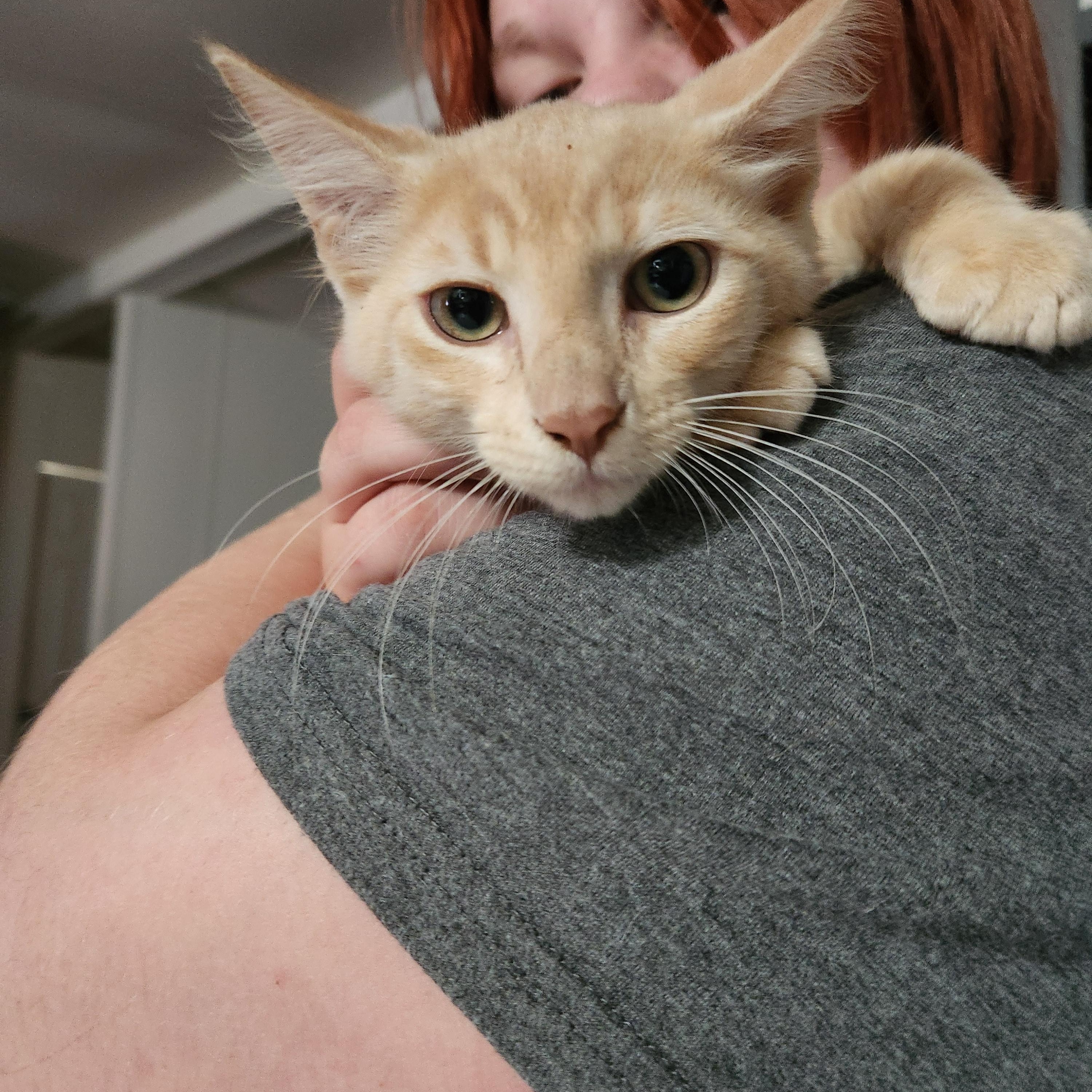 Simon, adopted, Young Male Domestic Medium Hair.