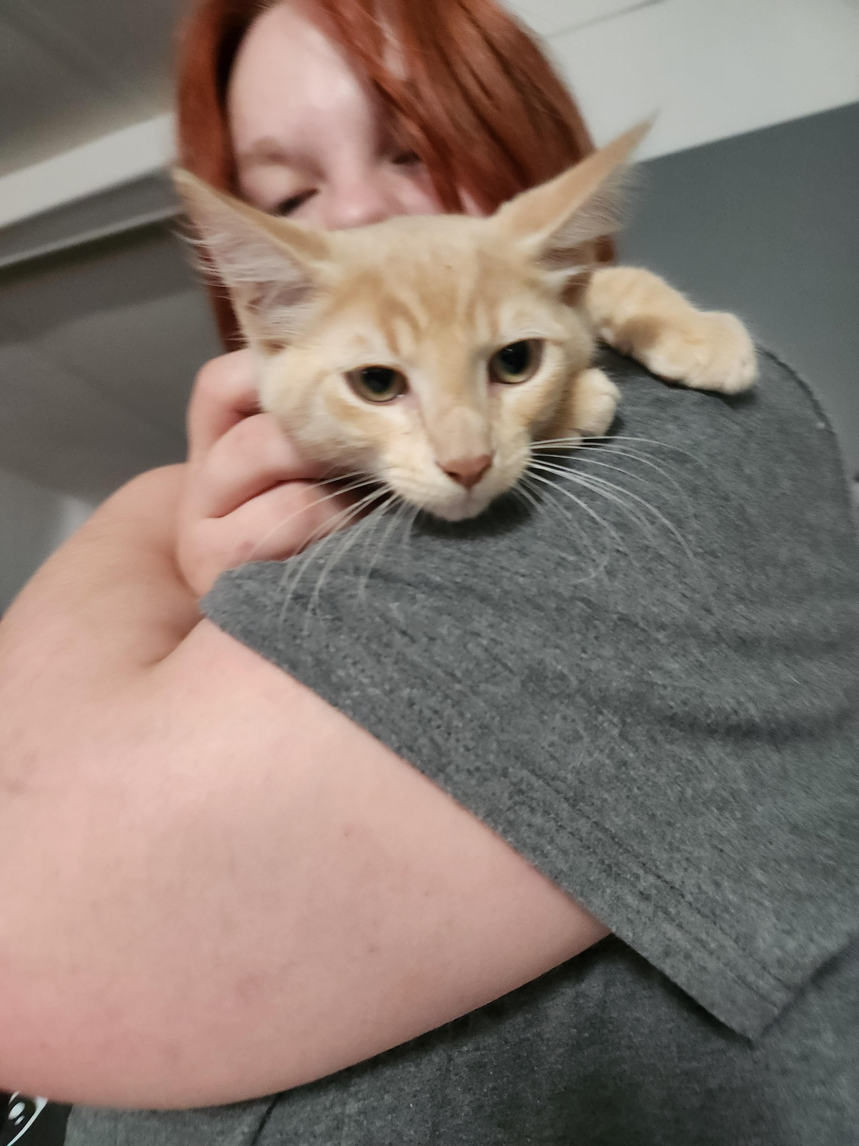 Simon, an adopted Domestic Medium Hair in Mount Pleasant, TX image 5/5