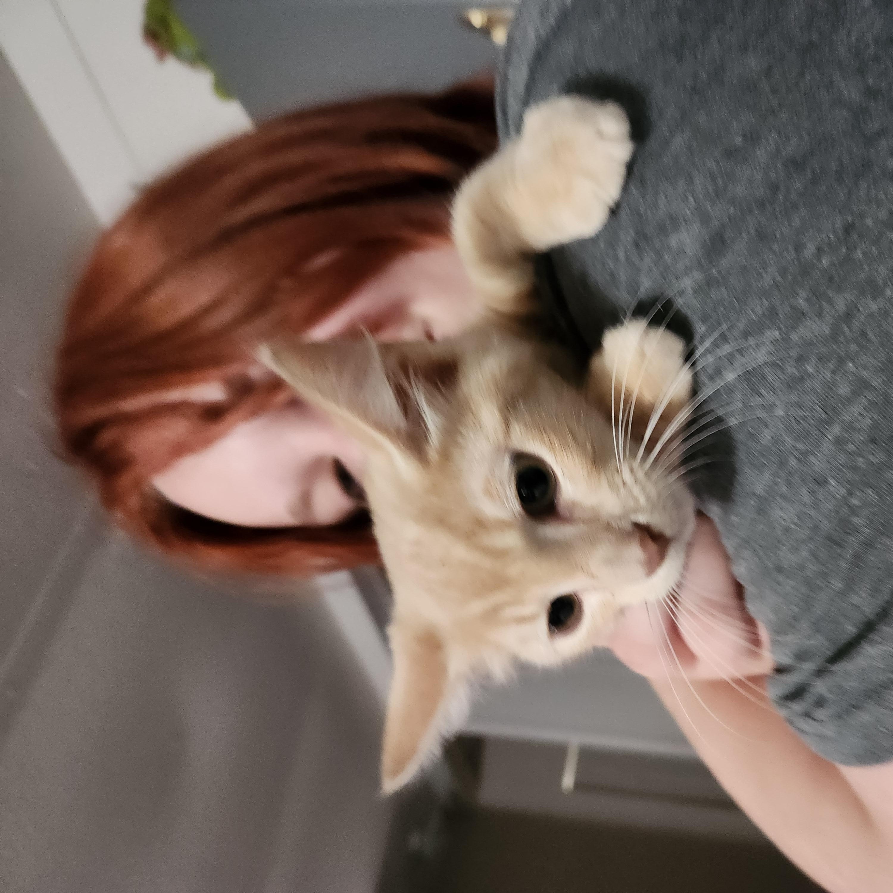 Simon, an adopted Domestic Medium Hair in Mount Pleasant, TX image 3/5