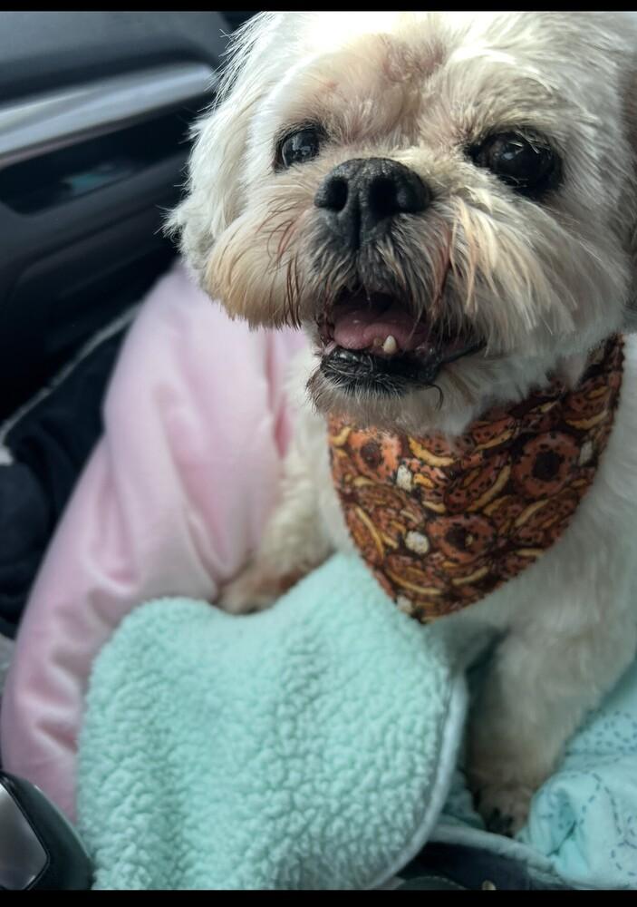 Shih Tzu - Alan, Adoptable, Senior Male Shih Tzu.
