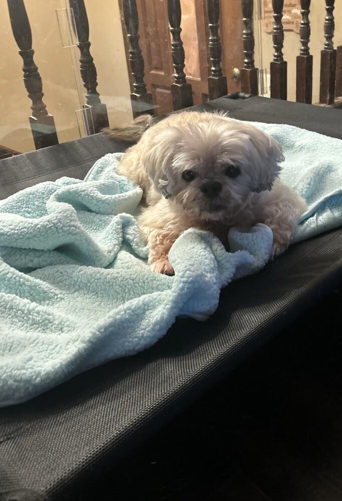 Shih Tzu - Alan, a Adoptable Shih Tzu in Omaha, NE image 2/6