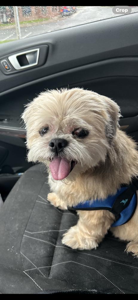 Shih Tzu - Alan, a Adoptable Shih Tzu in Omaha, NE image 3/6