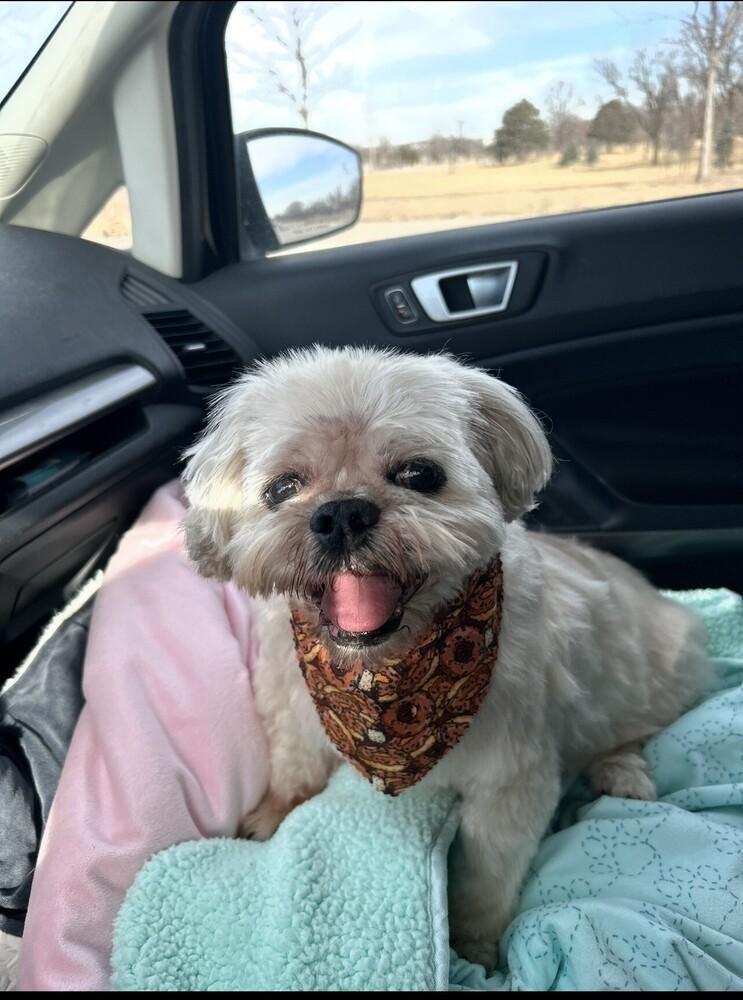 Shih Tzu - Alan, a Adoptable Shih Tzu in Omaha, NE image 4/6