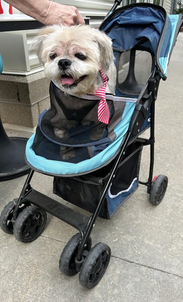 Shih Tzu - Alan, a Adoptable Shih Tzu in Omaha, NE image 5/6