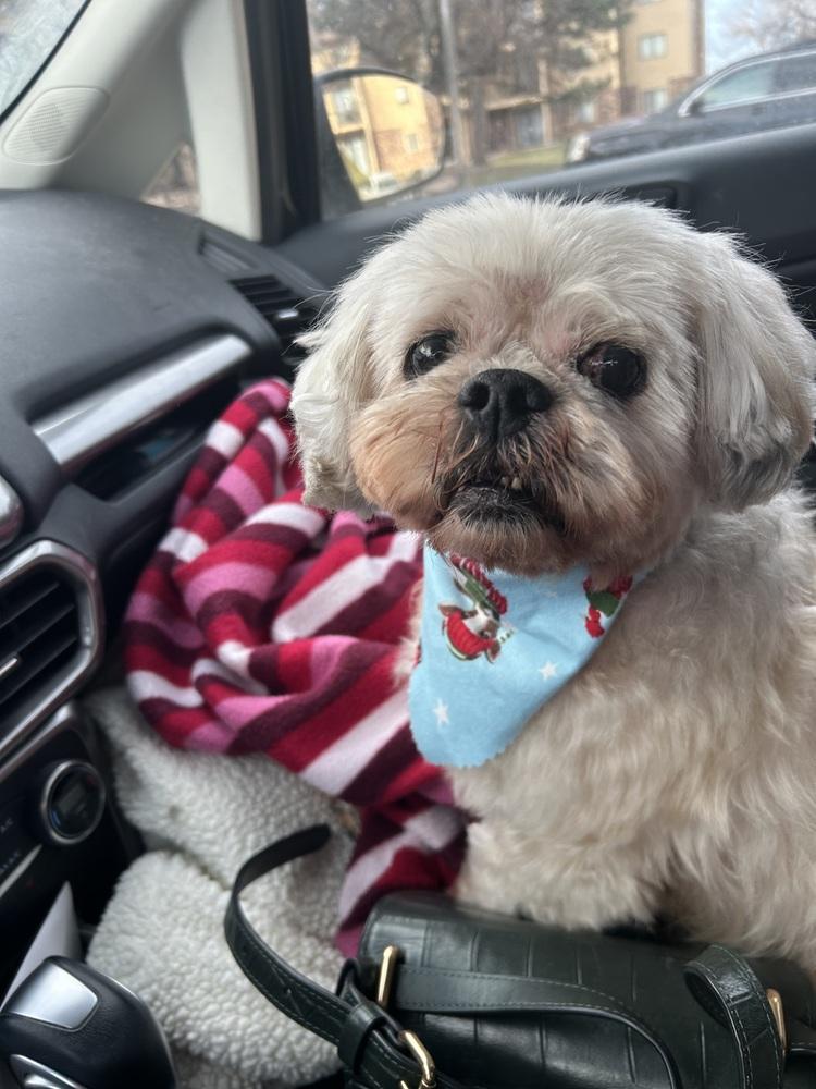 Shih Tzu - Alan, a Adoptable Shih Tzu in Omaha, NE image 6/6