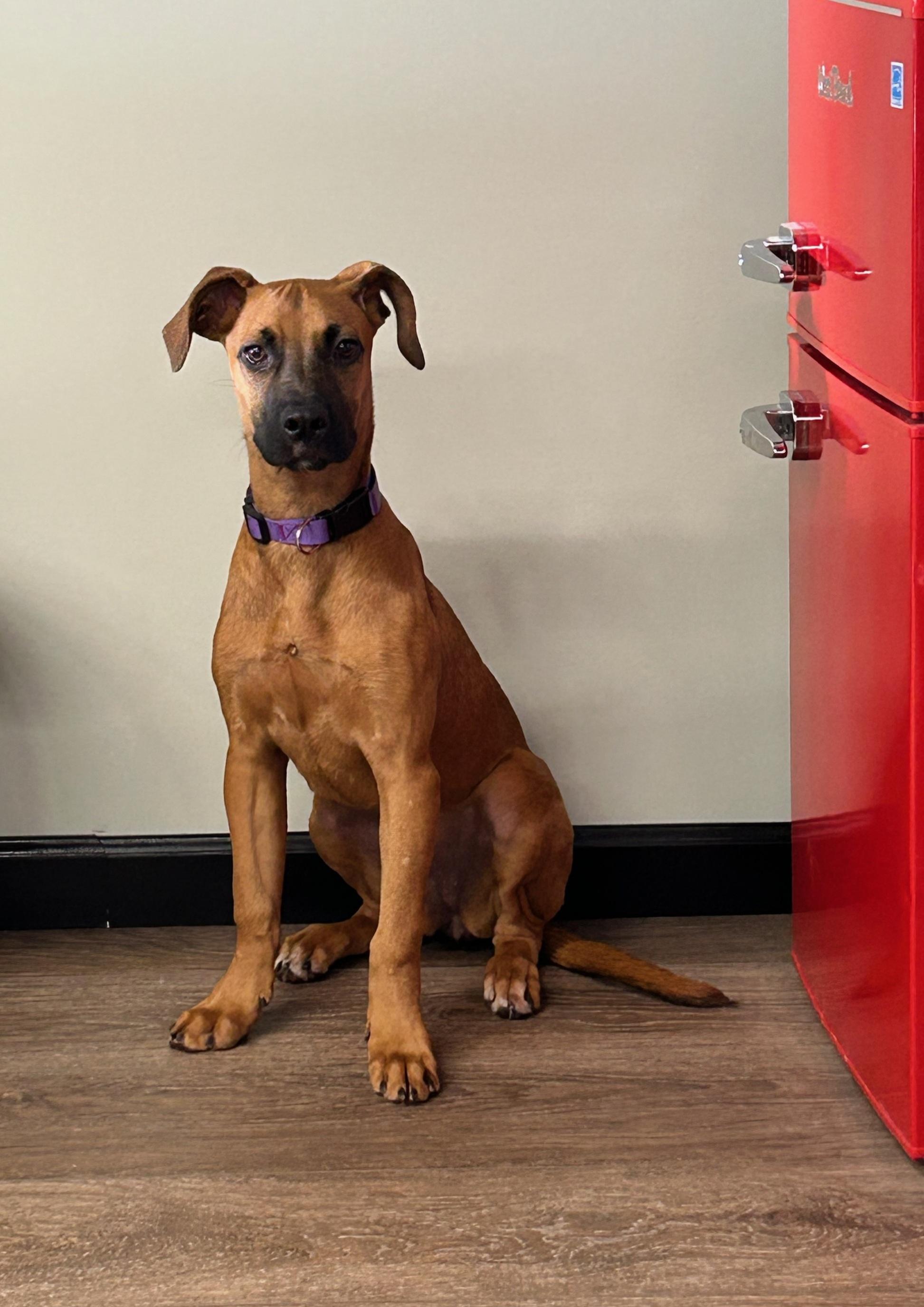 Meeka, ADOPTABLE, Young Female Mixed Breed.