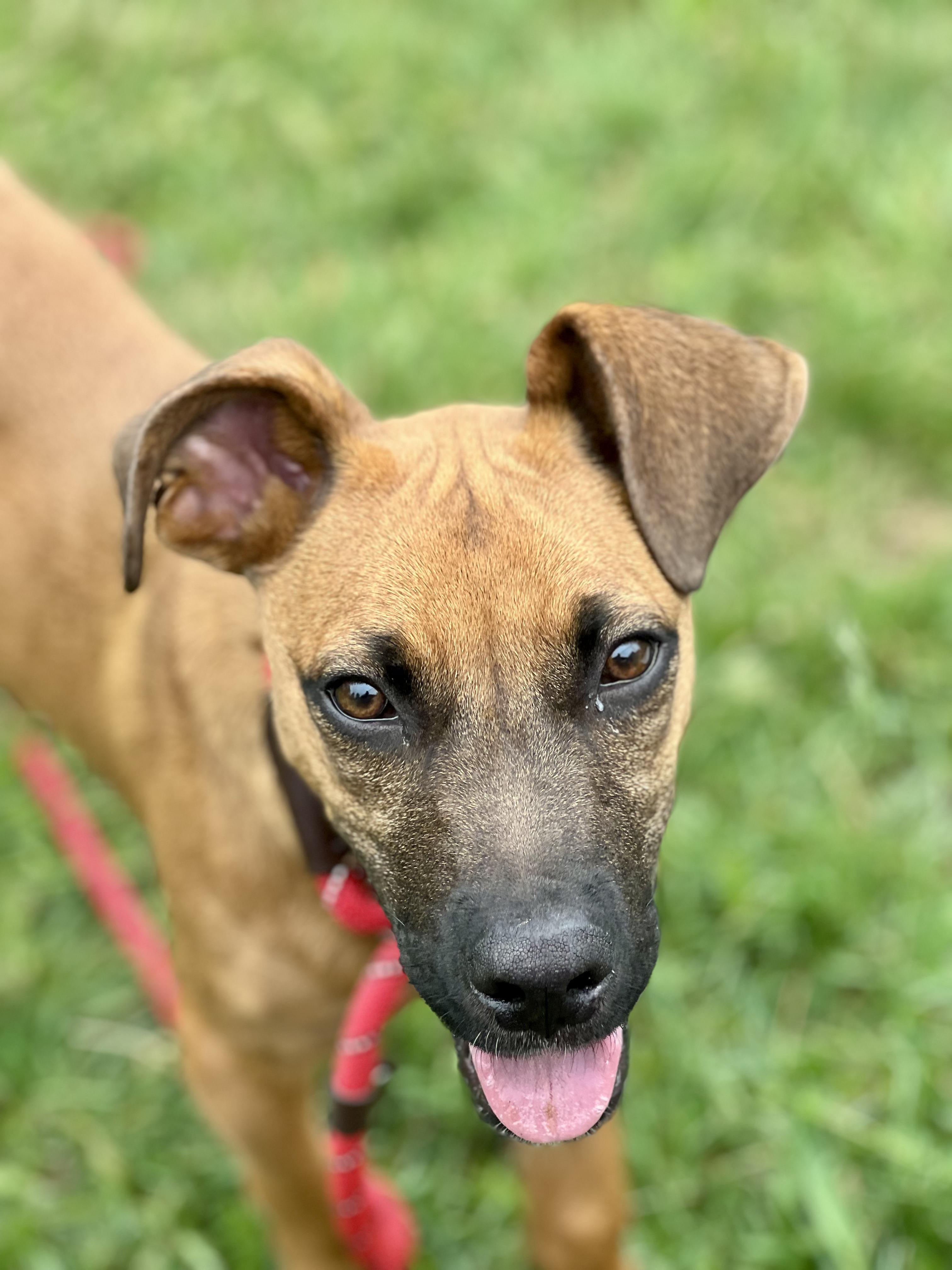 Meeka, a ADOPTABLE mixed breed in North Abington Township, PA image 2/2
