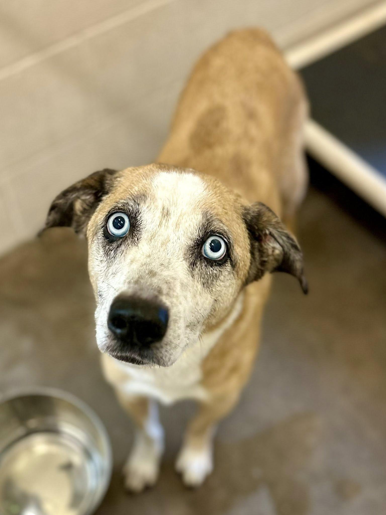 Haggard, Adoptable, Senior Male Catahoula Leopard Dog.