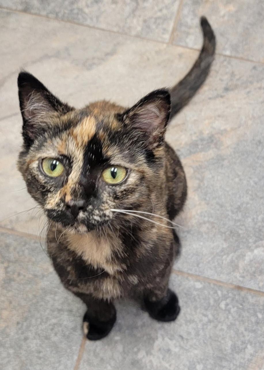 Ginny, a ADOPTABLE Tortoiseshell in Brighton, MI image 1/3