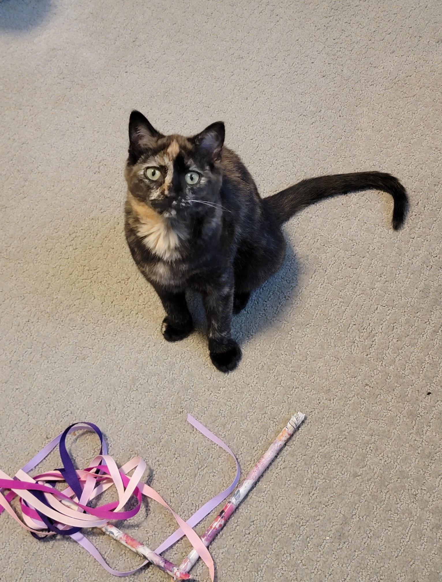 Ginny, a ADOPTABLE Tortoiseshell in Brighton, MI image 2/3