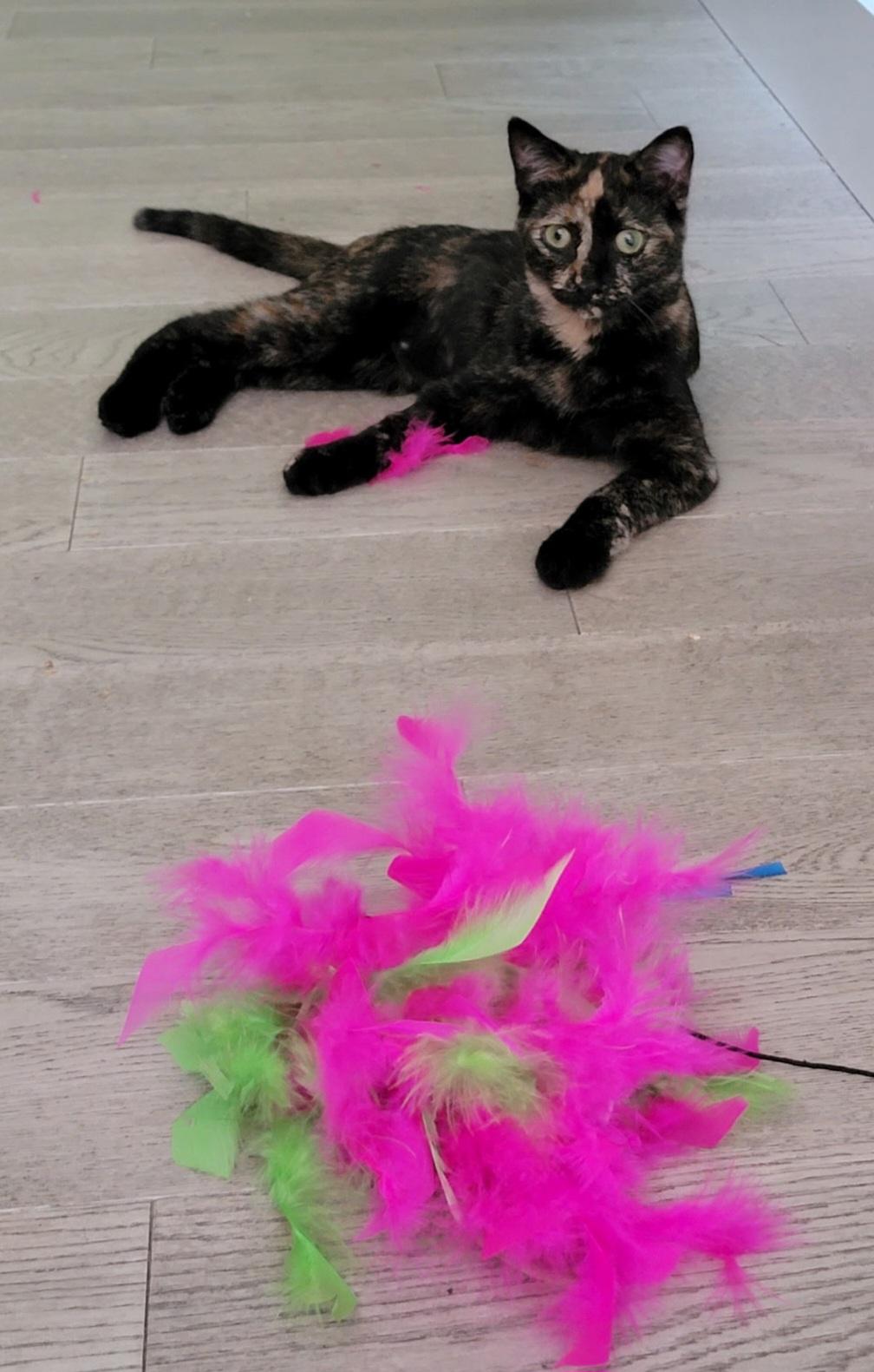 Ginny, a ADOPTABLE Tortoiseshell in Brighton, MI image 3/3
