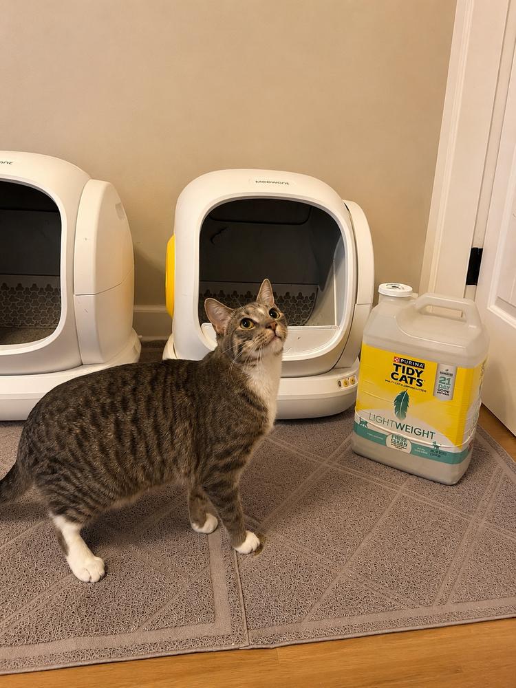 Enlarge Abner, a Adoptable Domestic Short Hair in Blanchard, OK image 2/5