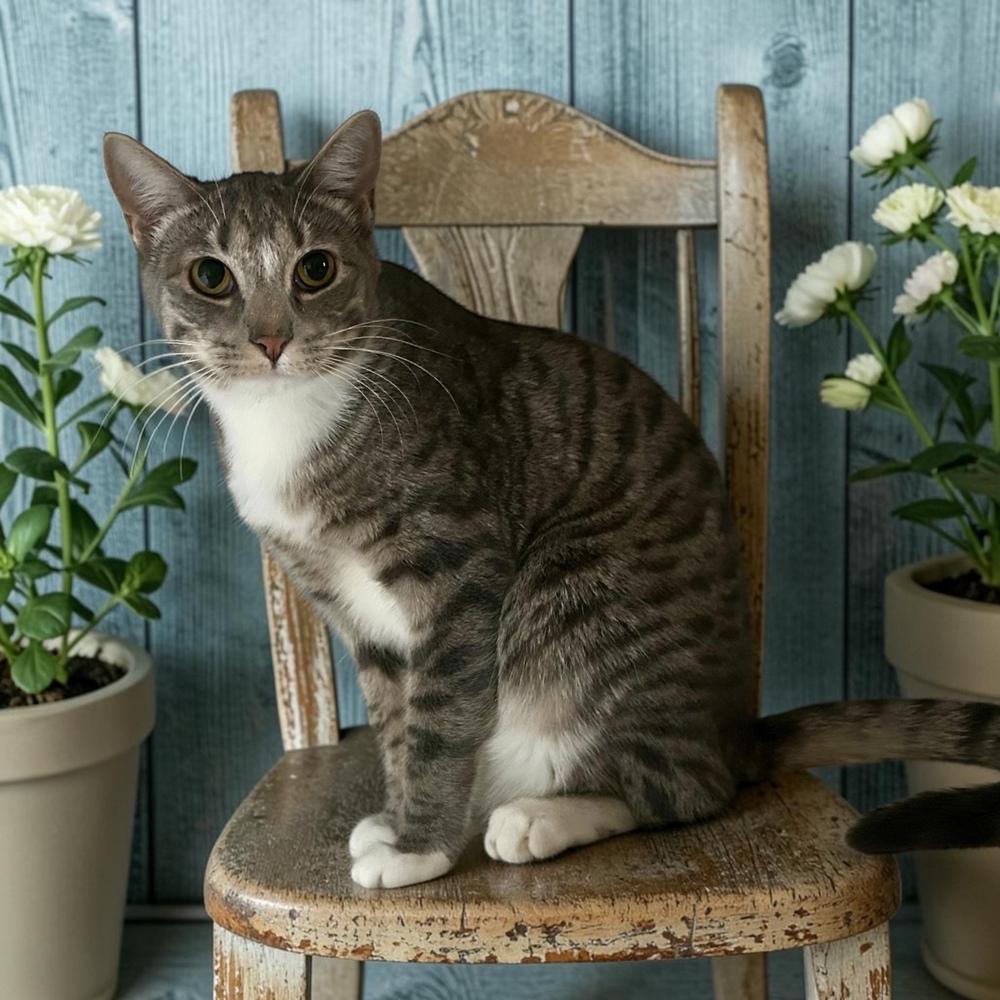 Enlarge Abner, a Adoptable Domestic Short Hair in Blanchard, OK image 3/5