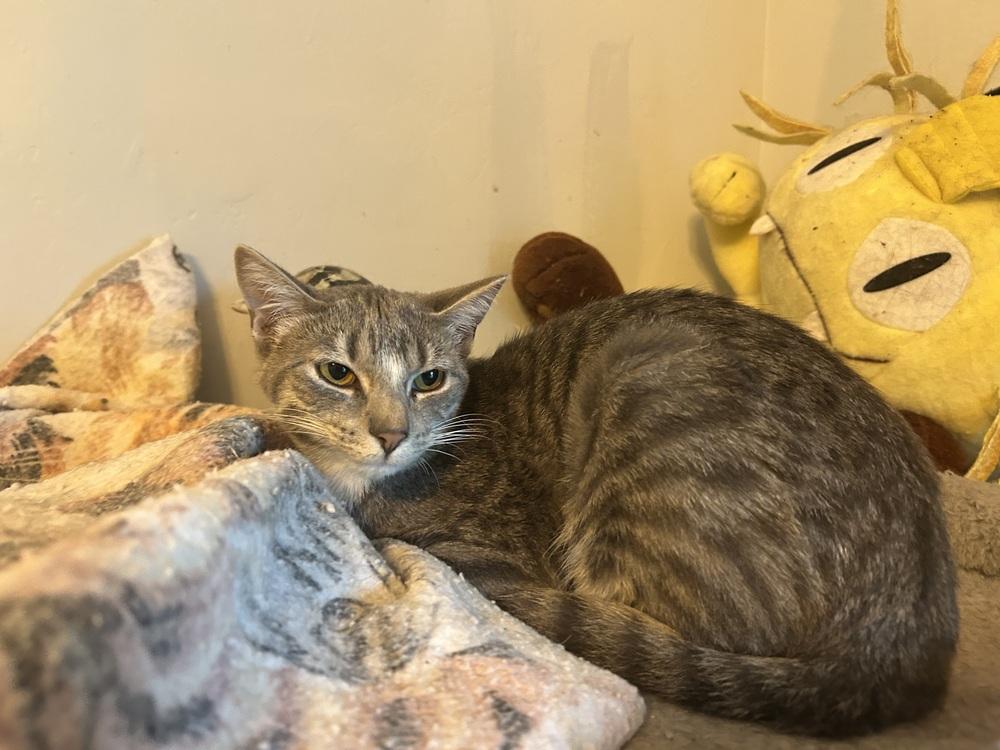 Enlarge Abner, a Adoptable Domestic Short Hair in Blanchard, OK image 4/5