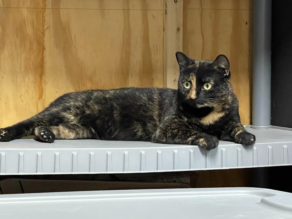 Clawdia, Adoptable, Adult Female Domestic Short Hair.