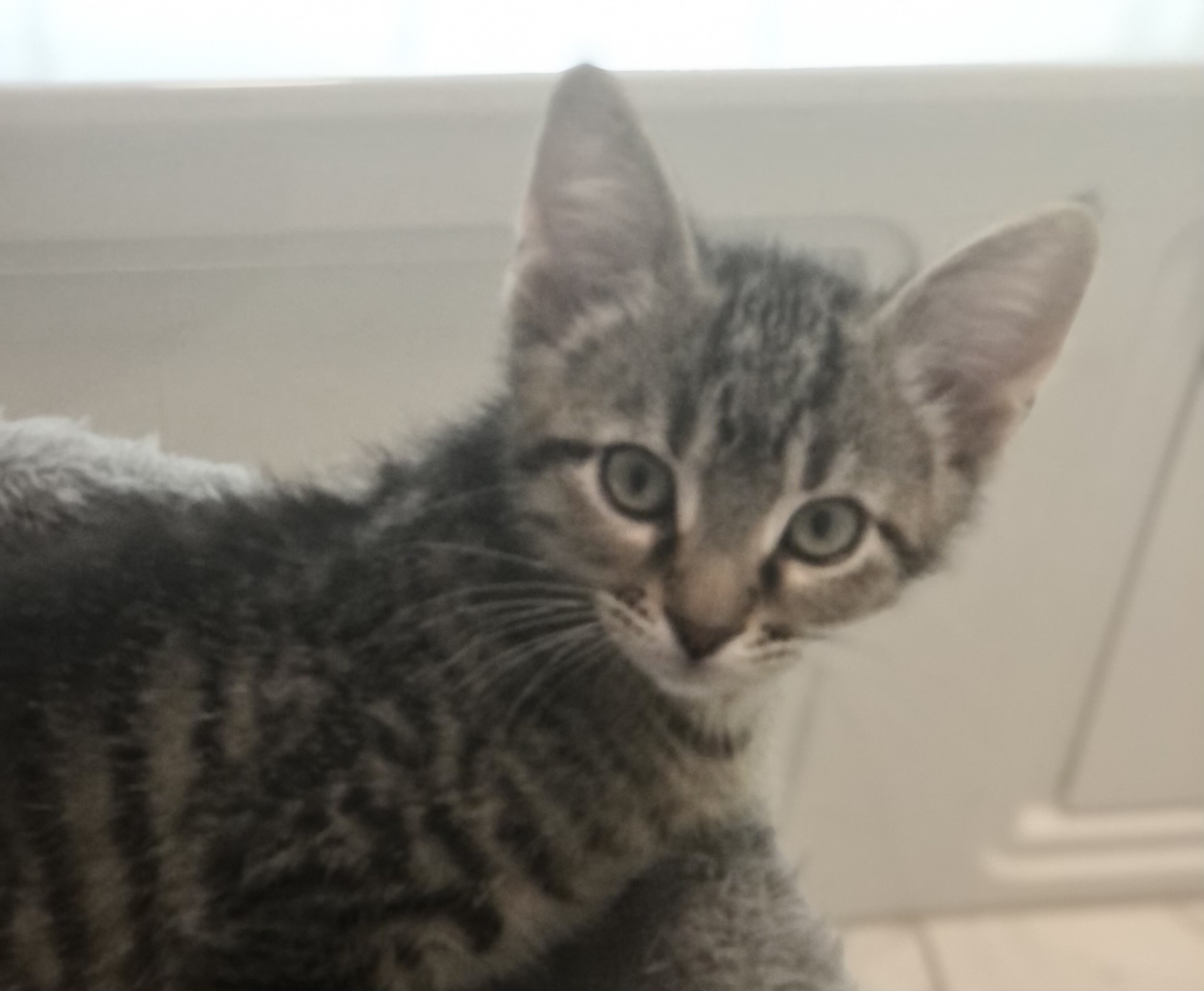 Gilligan - Portofino Petsmart