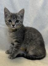 Cory, adopted, Young Female Domestic Short Hair.