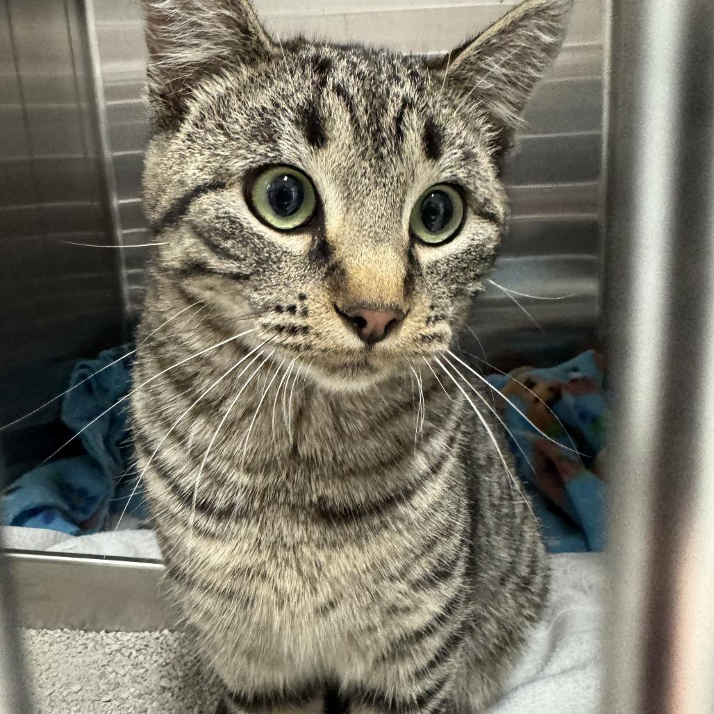 Tom, Adoptable, Adult Male American Shorthair.