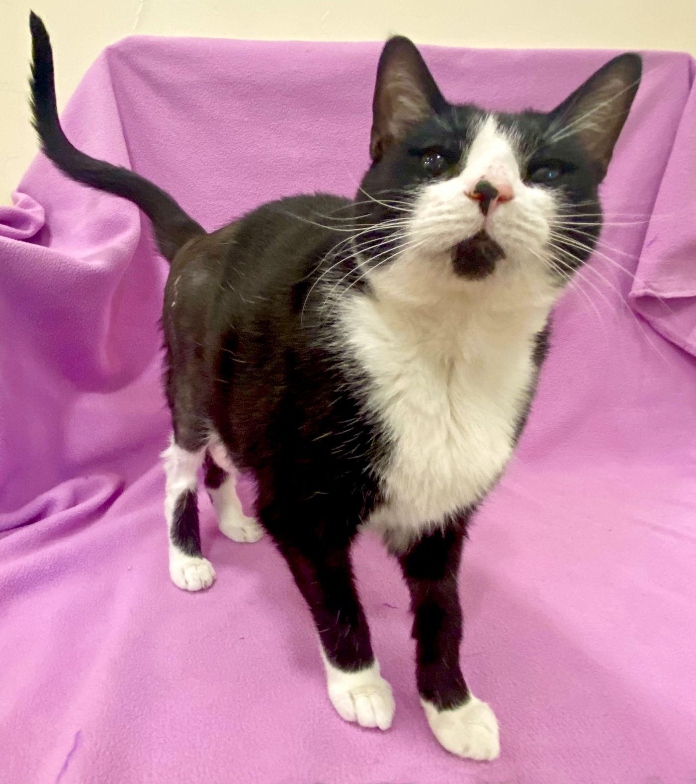 Enlarge Lena, a Adoptable Domestic Medium Hair in Manitou Springs, CO image 4/4