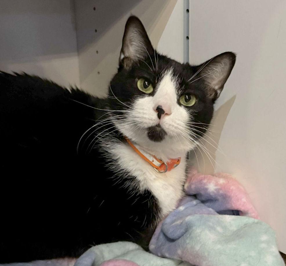 Enlarge Lena, a Adoptable Domestic Medium Hair in Manitou Springs, CO image 3/4