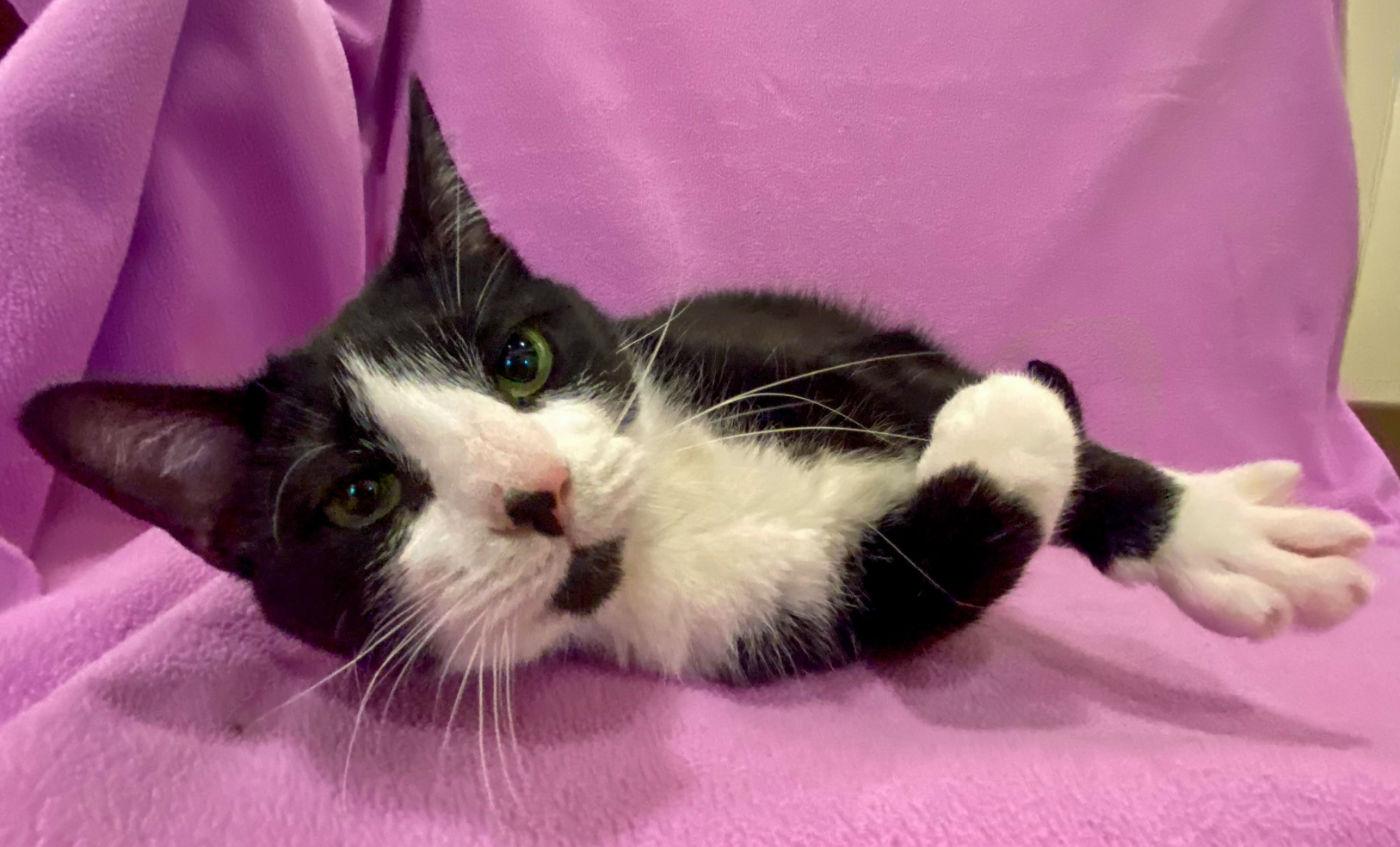 Lena, Adoptable, Adult Female Domestic Medium Hair.