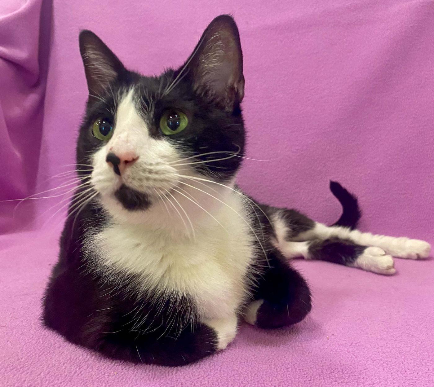 Enlarge Lena, a Adoptable Domestic Medium Hair in Manitou Springs, CO image 2/4