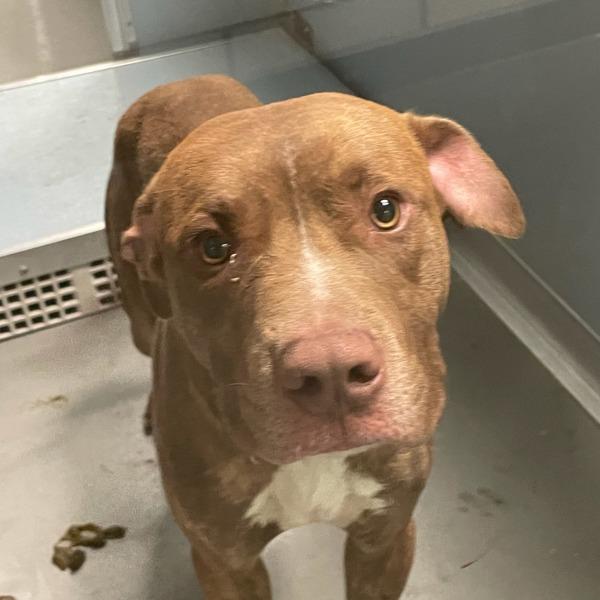 Enlarge Harry, a Adoptable mixed breed in Des Moines, IA image 2/2
