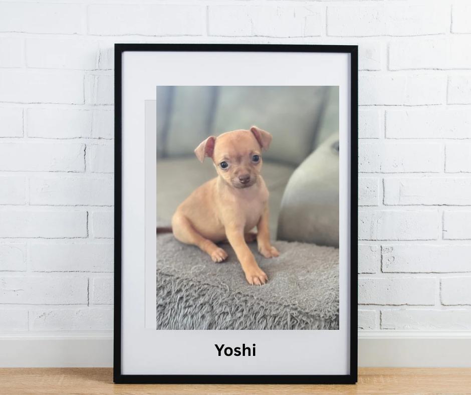 Yoshi