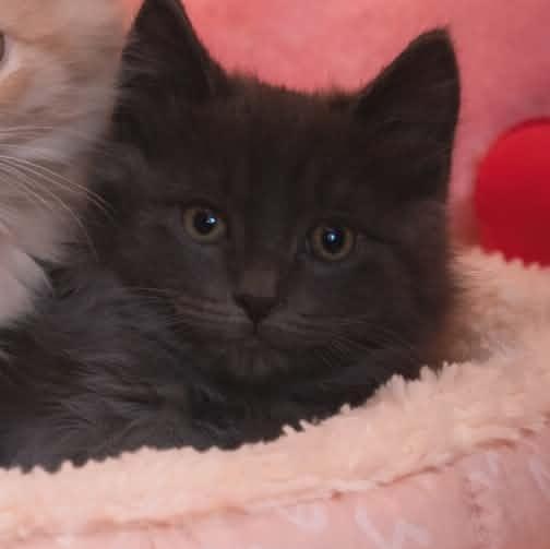 Enlarge MR. BENNET - FFPR, an adopted Domestic Long Hair in Martinez, CA image 1/1