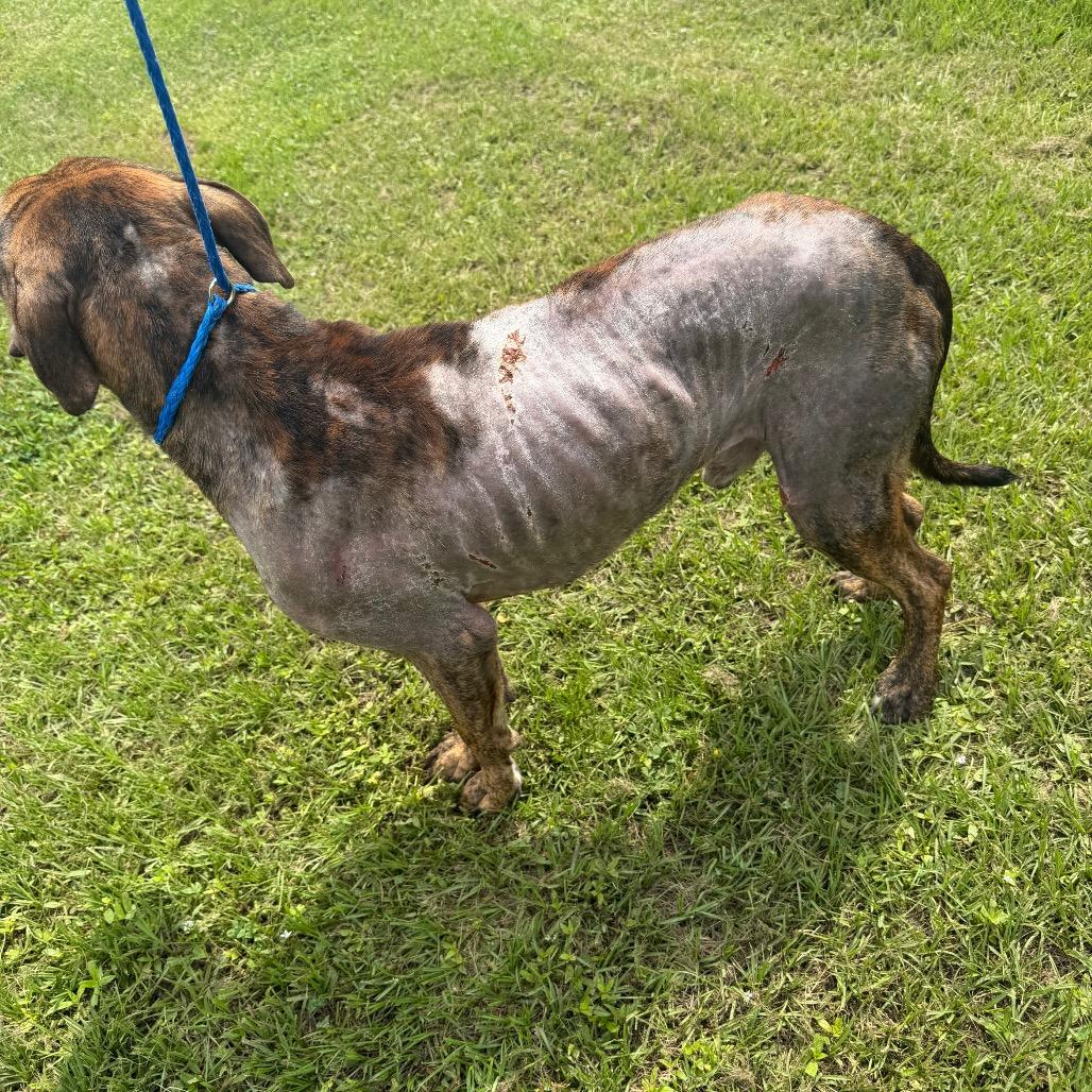 Ali, a Adoptable mixed breed in Bryan, TX image 1/4