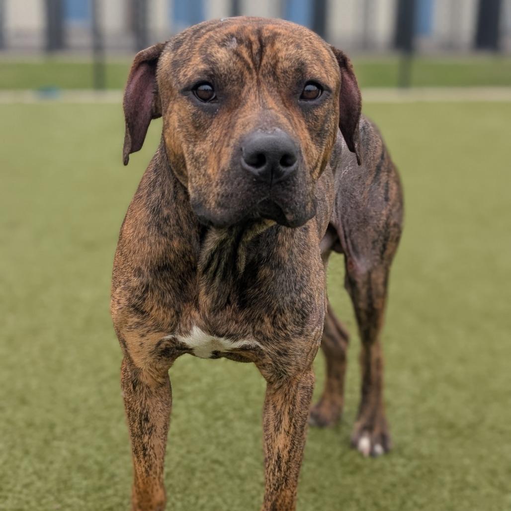 Ali, a Adoptable mixed breed in Bryan, TX image 2/4