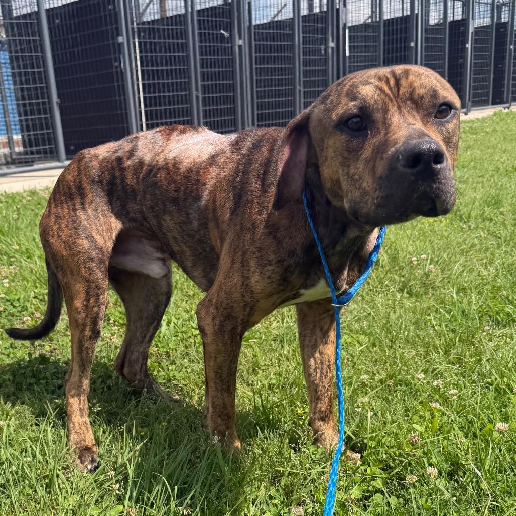 Ali, a Adoptable mixed breed in Bryan, TX image 3/4