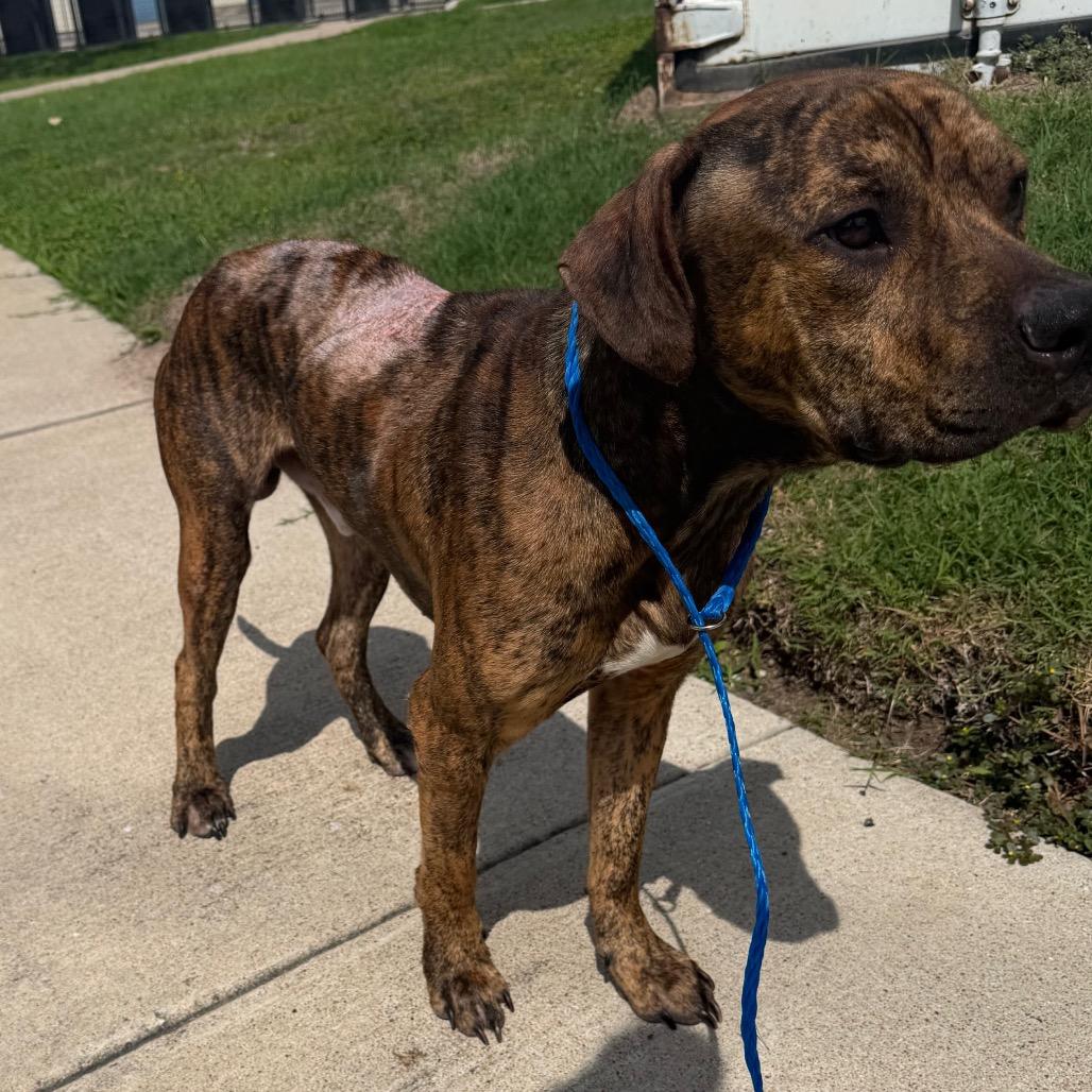 Ali, a Adoptable mixed breed in Bryan, TX image 4/4