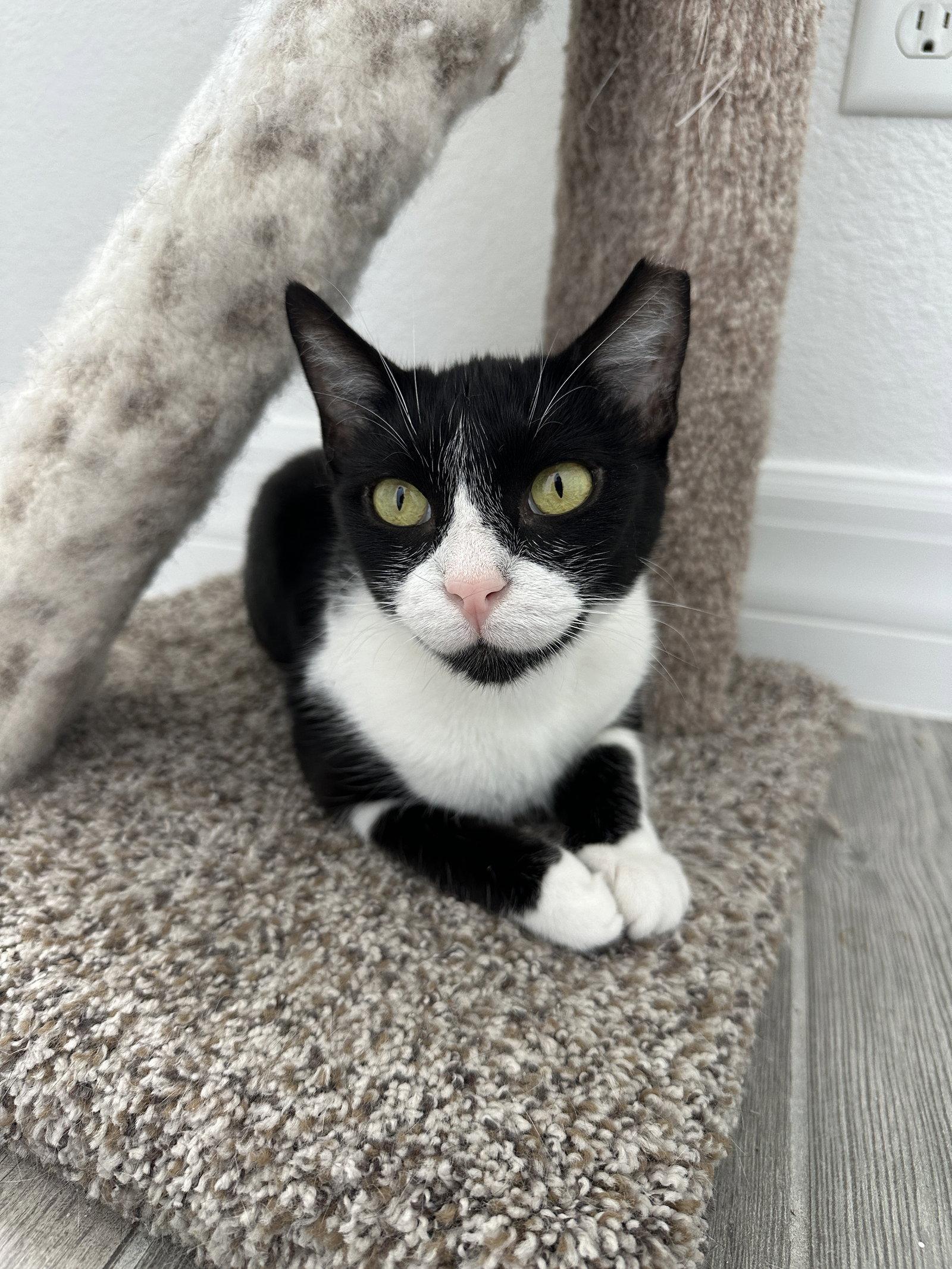 Enlarge GOOSE, a Adoptable Domestic Short Hair in Orlando, FL image 1/3