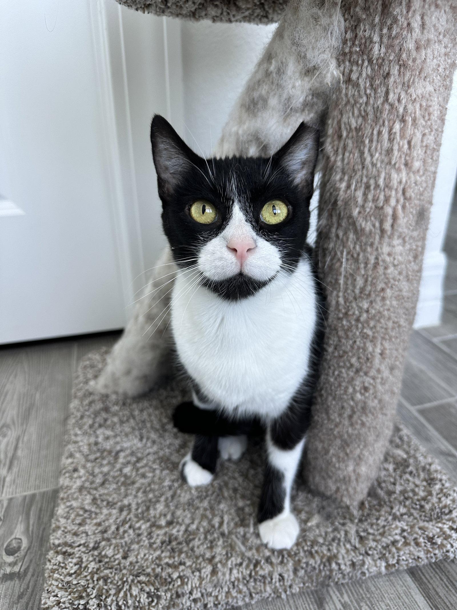 Enlarge GOOSE, a Adoptable Domestic Short Hair in Orlando, FL image 2/3