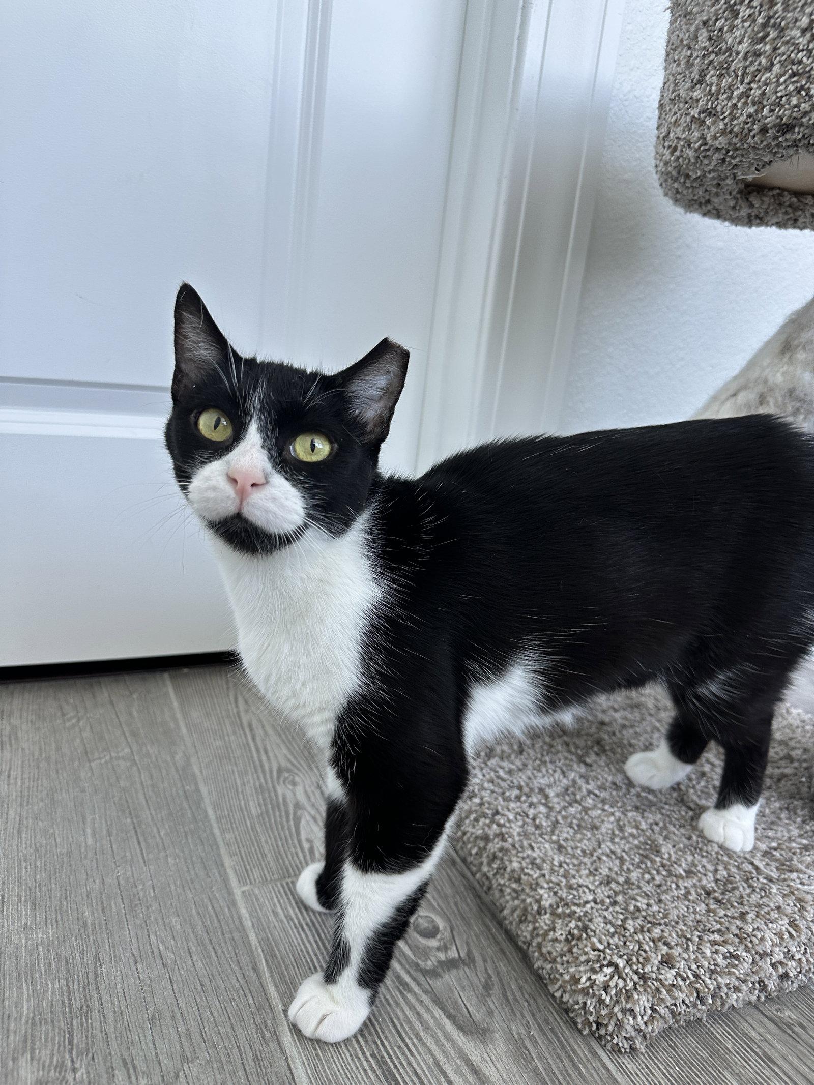 Enlarge GOOSE, a Adoptable Domestic Short Hair in Orlando, FL image 3/3