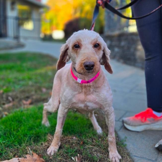 CT Kimmie avail Oct 24 (Scarecrow Festival- Somer, CT), Adoptable, Adult Female Goldendoodle.