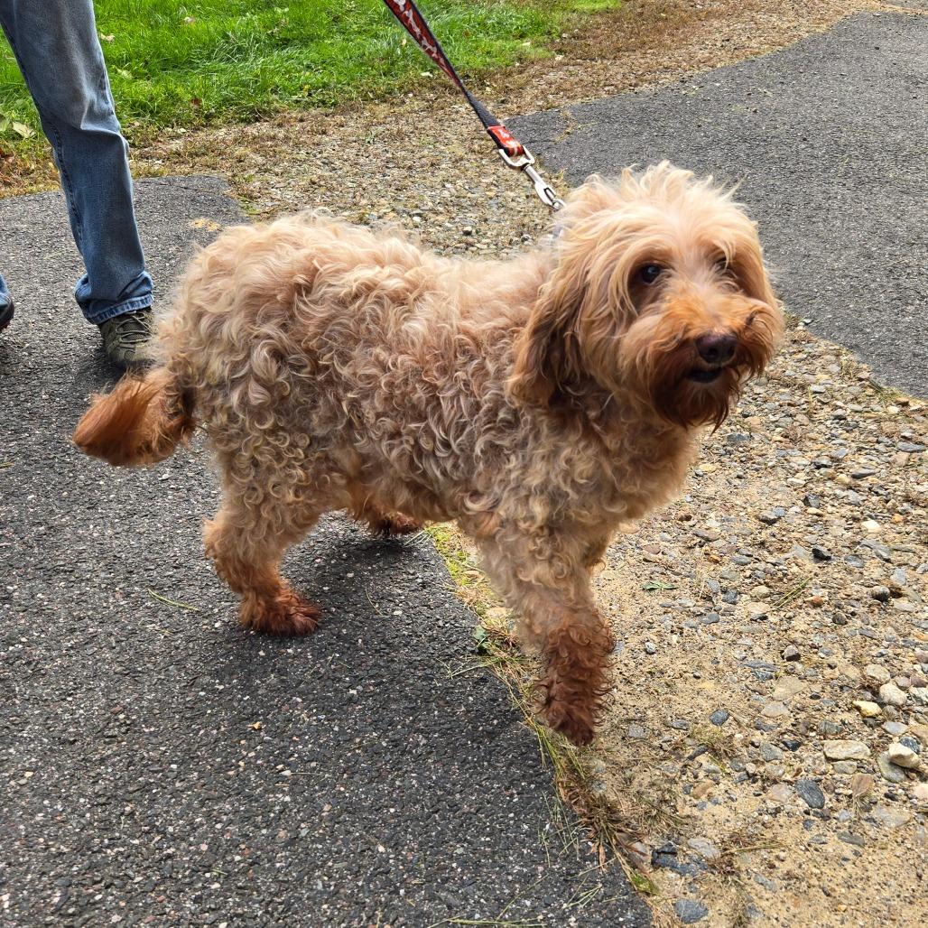 Enlarge CT Kimmie avail Oct 24 (Scarecrow Festival- Somer, CT), a Adoptable Goldendoodle in Eastford, CT image 4/5
