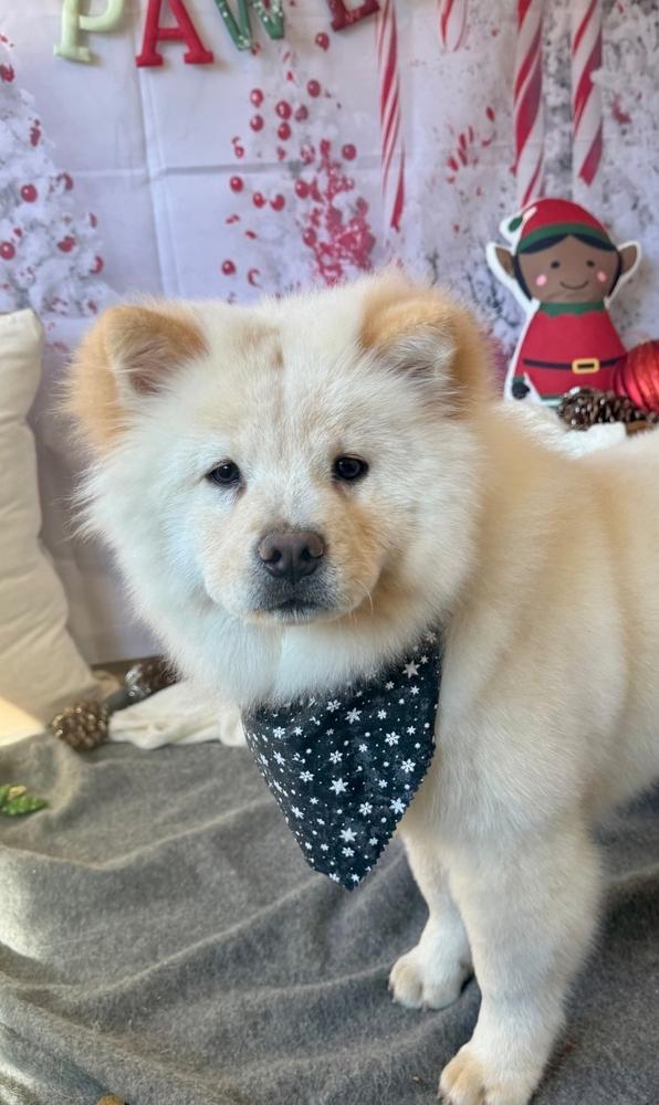 Enlarge Pixie, a Adoptable Chow Chow in Kennesaw, GA image 1/2