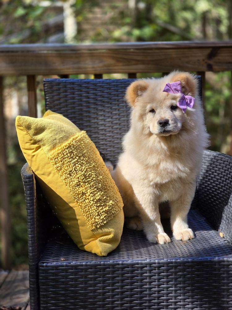 Enlarge Pixie, a Adoptable Chow Chow in Kennesaw, GA image 2/2