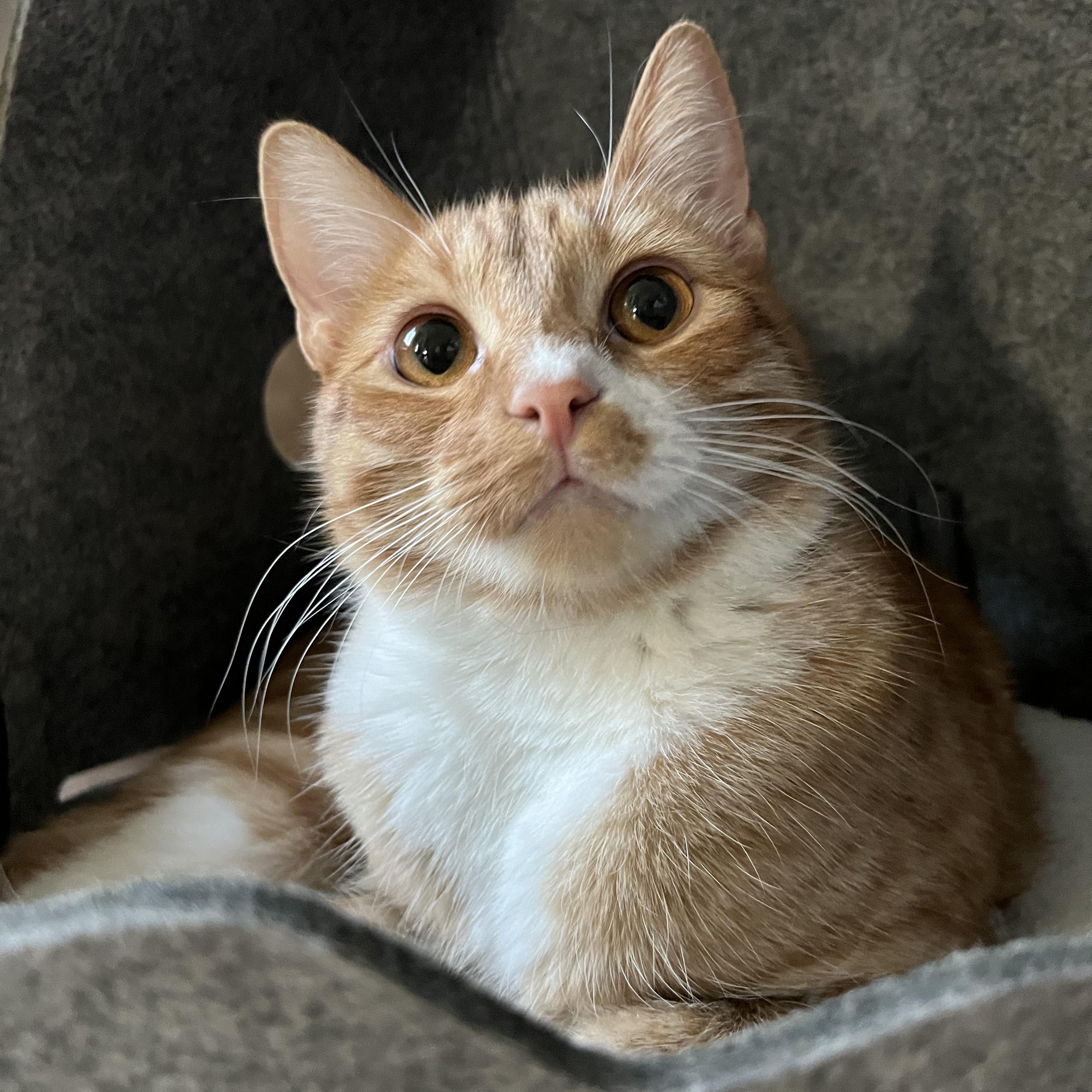 Harry, Adoptable, Young Male Domestic Short Hair.