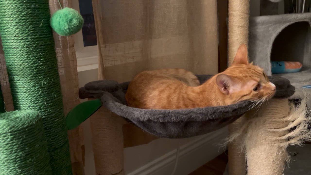 Enlarge Harry, a Adoptable Domestic Short Hair in Los Angeles, CA video 3/3